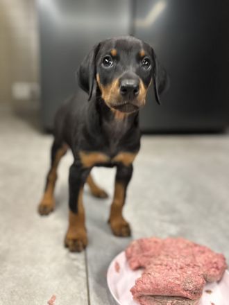 Dobermann-Aussie-Designerhundewelpen