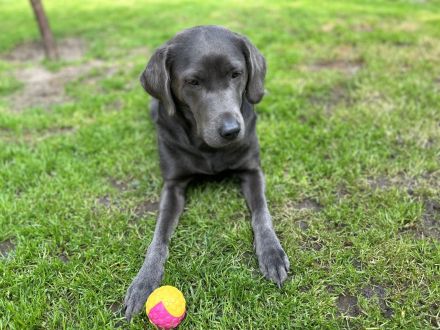Zuckersüße Labrador Welpen !