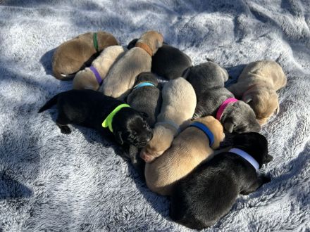 Zuckersüße Labrador Welpen !