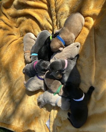 Zuckersüße Labrador Welpen !