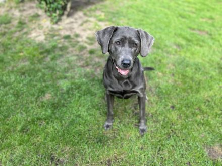 Zuckersüße Labrador Welpen !