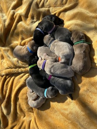 Zuckersüße Labrador Welpen !