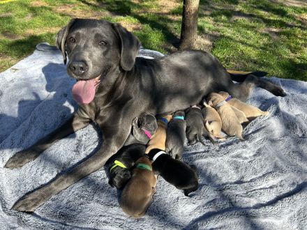 Zuckersüße Labrador Welpen !