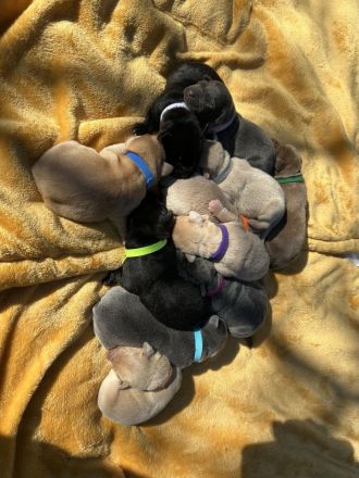 Zuckersüße Labrador Welpen !