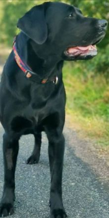 Zuckersüße Labrador Welpen !