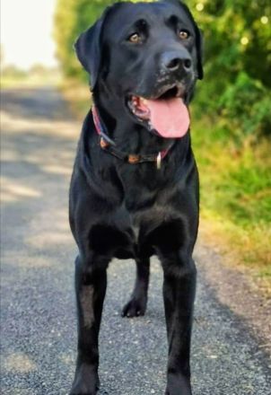 Zuckersüße Labrador Welpen !