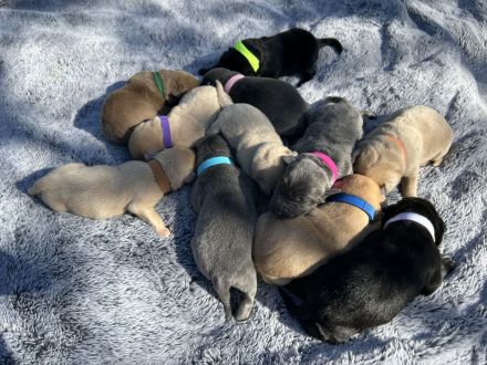 Zuckersüße Labrador Welpen !