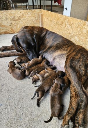 Hannoversche Schweißhund