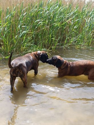 Hannoversche Schweißhund