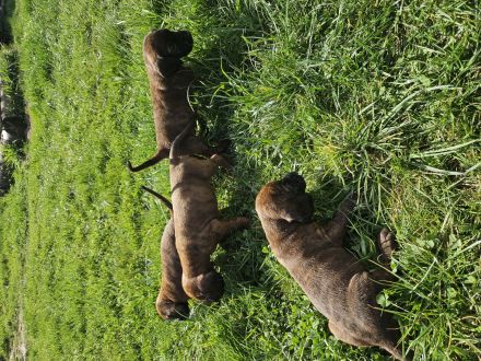 Hannoversche Schweißhund
