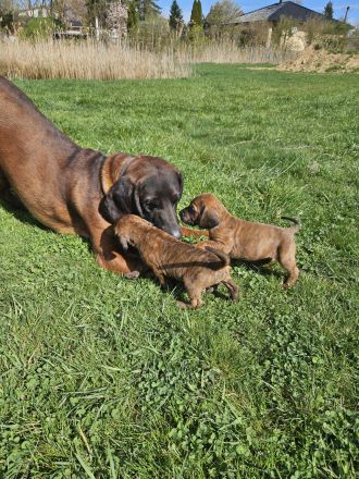 Hannoversche Schweißhund