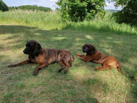 Hannoversche Schweißhund