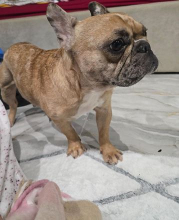 Französische Bulldogge,Tinkerbell sucht ihre Familie