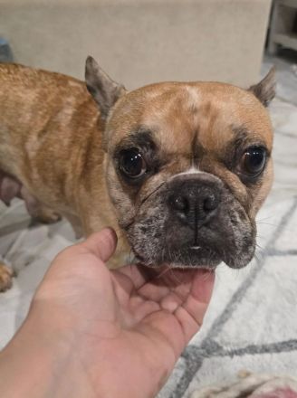 Französische Bulldogge,Tinkerbell sucht ihre Familie