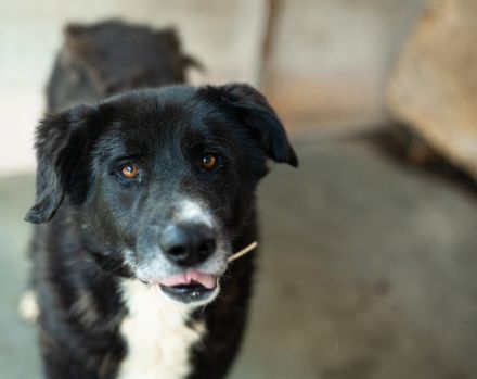 freundlicher Bombay sucht ein liebevolles Zuhause