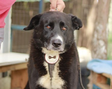 freundlicher Bombay sucht ein liebevolles Zuhause