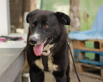 freundlicher Bombay sucht ein liebevolles Zuhause