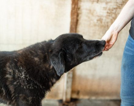 freundlicher Bombay sucht ein liebevolles Zuhause