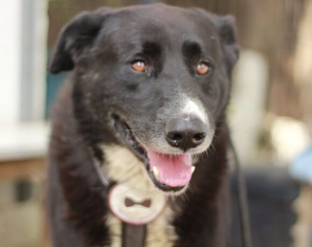 freundlicher Bombay sucht ein liebevolles Zuhause