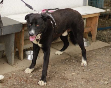 freundlicher Bombay sucht ein liebevolles Zuhause