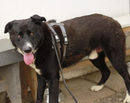 freundlicher Bombay sucht ein liebevolles Zuhause