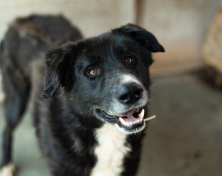 freundlicher Bombay sucht ein liebevolles Zuhause