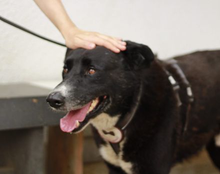 freundlicher Bombay sucht ein liebevolles Zuhause