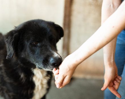 freundlicher Bombay sucht ein liebevolles Zuhause