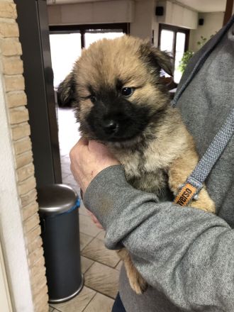 Reinrassiger Eurasier Hündin ab 16.4.abzugeben