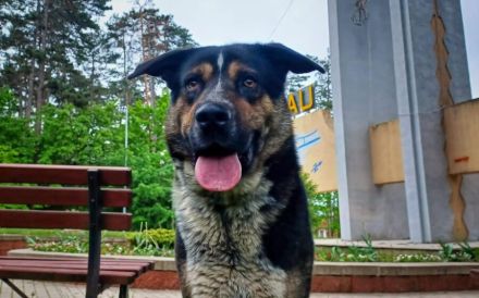 Schmusebär Pyros sucht seine Menschen