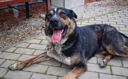 Schmusebär Pyros sucht seine Menschen