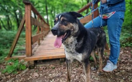 Schmusebär Pyros sucht seine Menschen