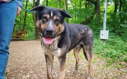 Schmusebär Pyros sucht seine Menschen