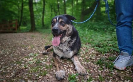 Schmusebär Pyros sucht seine Menschen