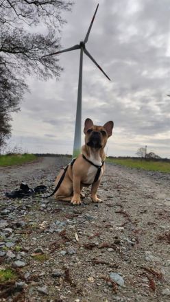 Deckrüde Hajo (kein Verkauf)