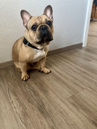 Deckrüde Hajo (kein Verkauf)