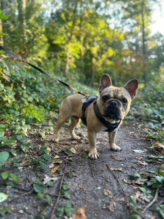 Deckrüde Hajo (kein Verkauf)