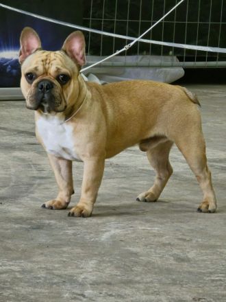 Deckrüde Hajo (kein Verkauf)