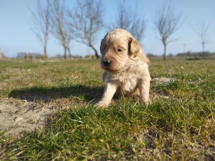 Wundervolle Labradoodle Welpen suchen ihr Zuhause.