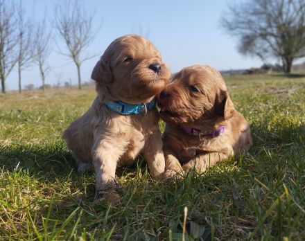 Wundervolle Labradoodle Welpen suchen ihr Zuhause.