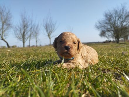 Wundervolle Labradoodle Welpen suchen ihr Zuhause.