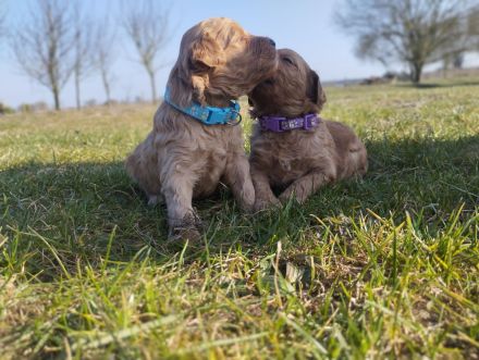 Wundervolle Labradoodle Welpen suchen ihr Zuhause.