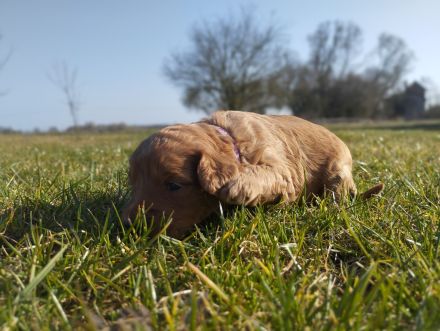 Wundervolle Labradoodle Welpen suchen ihr Zuhause.