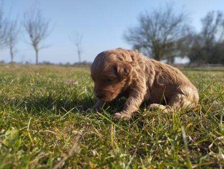 Wundervolle Labradoodle Welpen suchen ihr Zuhause.
