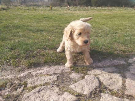 Wundervolle Labradoodle Welpen suchen ihr Zuhause.