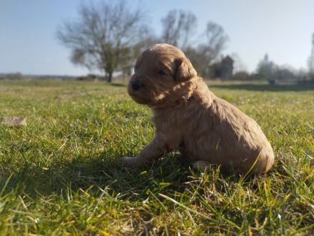Wundervolle Labradoodle Welpen suchen ihr Zuhause.