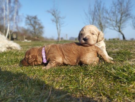 Wundervolle Labradoodle Welpen suchen ihr Zuhause.