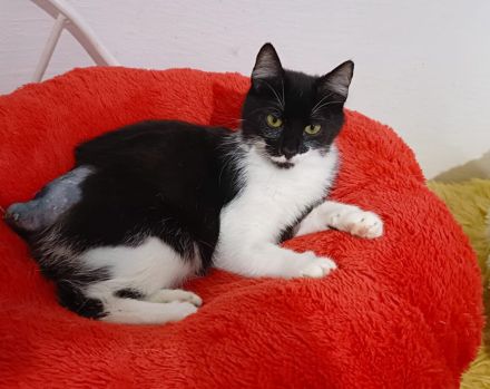 Shira sucht dringend ein Zuhause