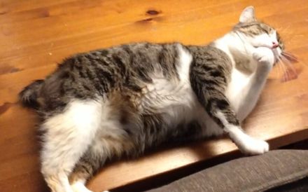 Tiberius sucht dringend ein Zuhause