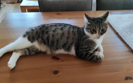 Tiberius sucht dringend ein Zuhause